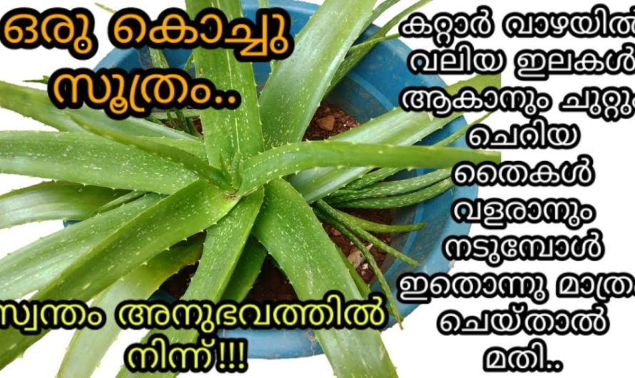 കാര്യം നിസ്സാരം എങ്കിലും റിസൾട്ട് അത്ര നിസ്സാരമല്ല