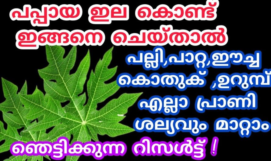 ഇനി കാലങ്ങളോളം ഇത് കേടുകൂടാതെ സൂക്ഷിക്കാം