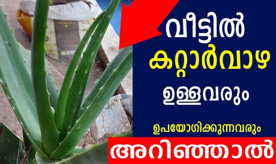 ഇതറിഞ്ഞാൽ ഇനി നിങ്ങൾ കറ്റാർവാഴ എത്ര വേണമെങ്കിലും വളർത്തും