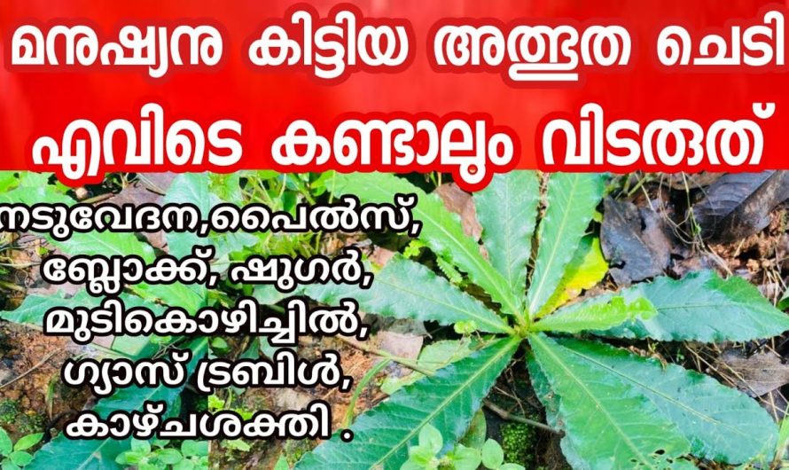 ഇത് ആള് നിസ്സാരക്കാരനല്ല യഥാർത്ഥത്തിൽ അത്ഭുതമാണ്