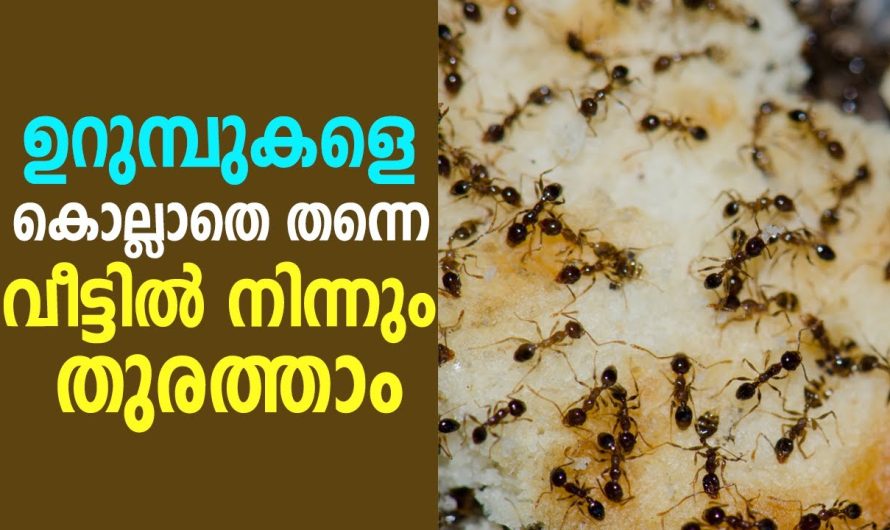 ഇനി ഉറുമ്പിനെ കൊല്ലാതെ തന്നെ തുരത്താം