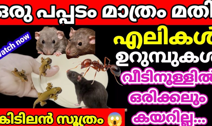 ശർക്കരയും പപ്പടവും കൂട്ടി എലിക്കൊരു സദ്യ കൊടുത്താലോ