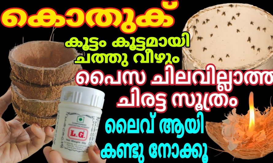 ഒരു ഒറ്റ കൊതുക് പോലും ഇനി അവശേഷിക്കില്ല