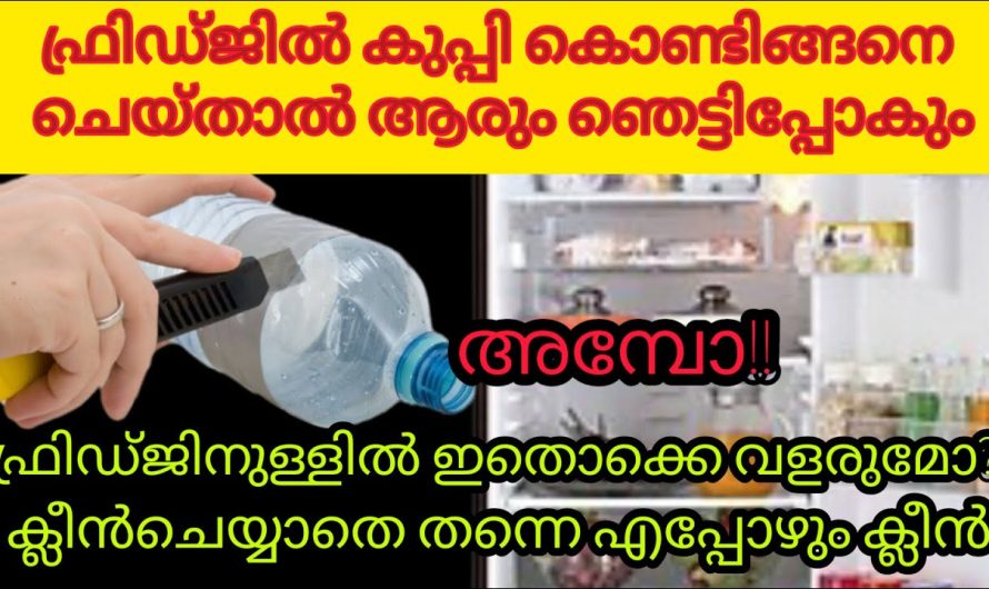 മല്ലിയില ഇനി ഫ്രിഡ്ജിനകത്തും വളരും