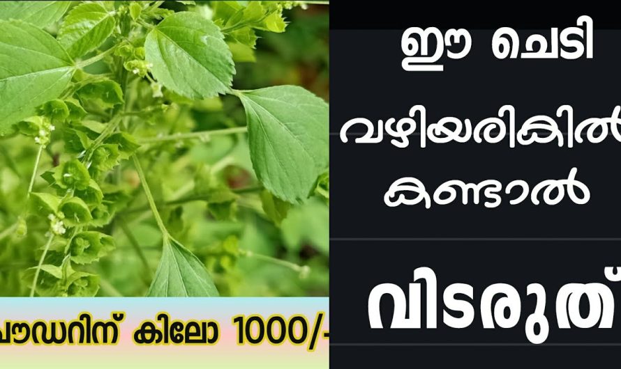 ഇനി കണ്ടില്ലെന്ന് നടിക്കേണ്ട ഇതൊരു നിധി തന്നെ