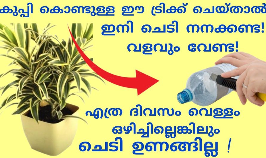 ഇനി ഏത് ദൂരെ യാത്രയിലും ചെടികളെ കുറിച്ച് ആലോചിച്ച് വിഷമിക്കേണ്ട