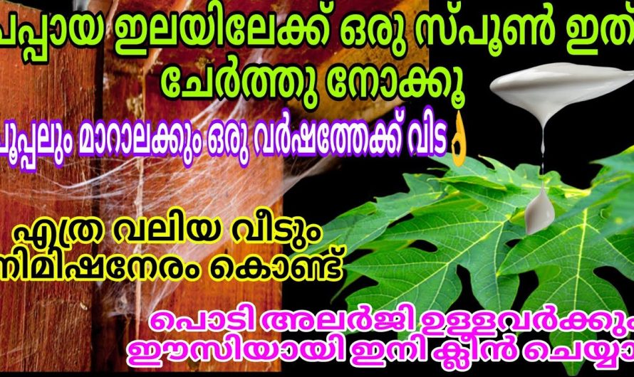 ഇതറിഞ്ഞാൽ ഇനിയാരും പപ്പായ ഇല കളയില്ല