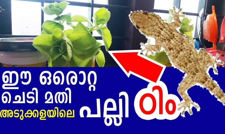 മായമല്ല മന്ത്രമല്ല ഇതൊരു അത്ഭുത ഇല തന്നെ