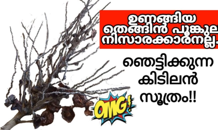 ഇനി തെങ്ങിൻ പൂക്കുല ഉണങ്ങിയാലും കാര്യമുണ്ട്