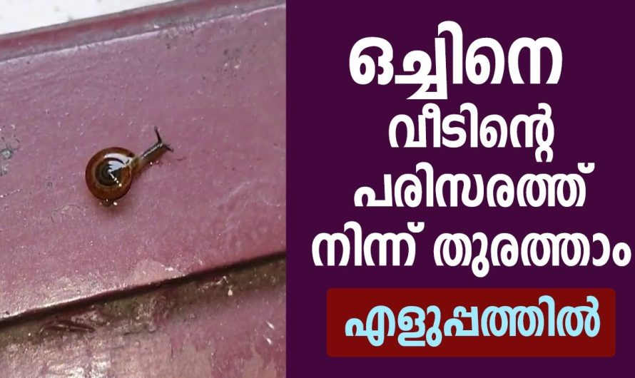 വേദനിപ്പിക്കാതെ നശിപ്പിക്കാം ഇനി ഒന്നുപോലും ബാക്കിയാകില്ല