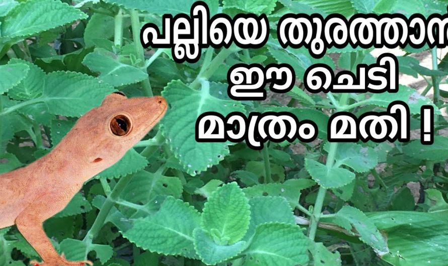 നിങ്ങളുടെ വീട്ടിലും ഈ ചെടി ഉണ്ടോ, ഉണ്ടെങ്കിൽ രക്ഷപ്പെട്ടു