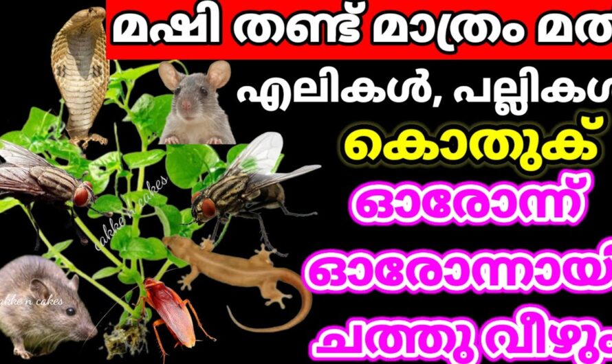 പേര് കള്ളിന്നാണെങ്കിലും സംഭവം ഉഷാറാണ്