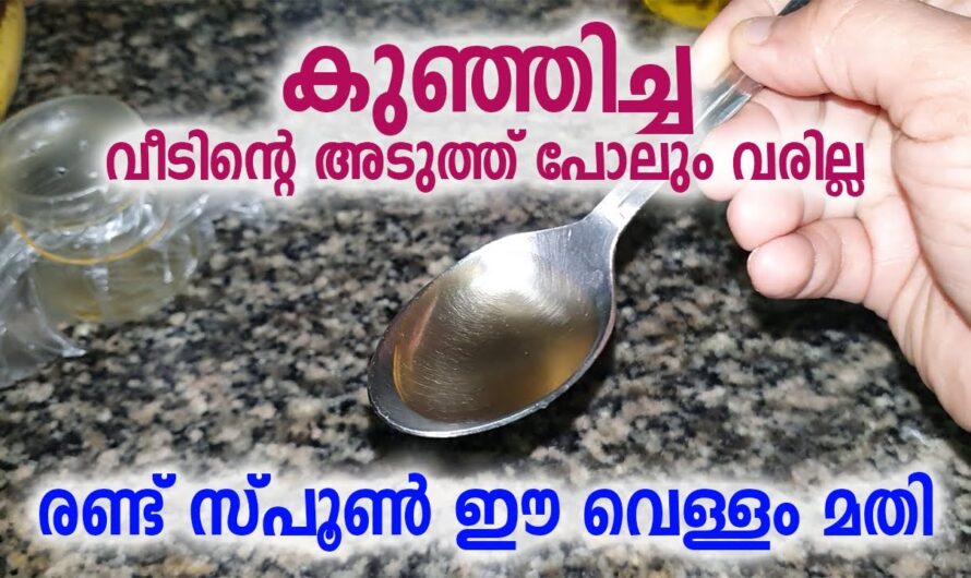 ഒരു രൂപ പോലും ചിലവില്ലാതെ ഈച്ചകളെ പമ്പകടുത്താം, ഇതാ ഒരു കിടിലൻ വഴി