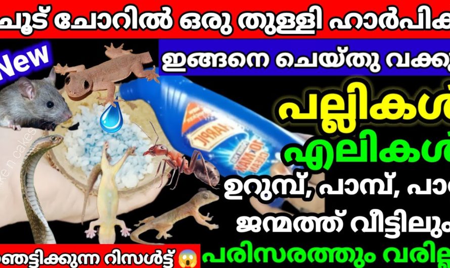 ഇത് ചേർത്ത് കൊടുത്താൽ പിന്നീട് ഇവയെ കാണാൻ പോലും പറ്റില്ല