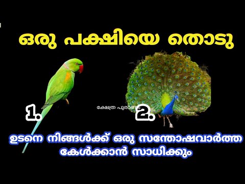 ഈ രണ്ടു പക്ഷികളിൽ നിന്ന് ഒരെണ്ണം തിരഞ്ഞെടുക്കൂ, നിങ്ങളെപ്പറ്റി ഒരു രഹസ്യമുണ്ട്…