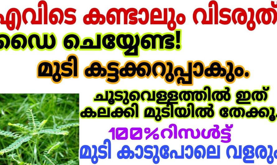 എത്ര വളരാത്ത മുടിയും കാടുപിടിച്ചു വളരും, ഇതൊന്നു തൊട്ടു കൊടുത്താൽ മതി…