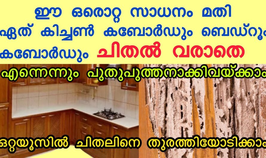 വെറും ഒരു മിനിറ്റ് കൊണ്ട് പാറ്റ ഉറുമ്പ് ചിതൽ തുടങ്ങിയവ ഇല്ലാതാക്കാം, 100% ഉറപ്പ്….