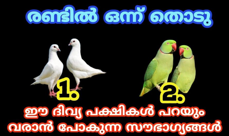 നിങ്ങൾ തിരഞ്ഞെടുത്ത പക്ഷി ഇതാണെങ്കിൽ ജീവിതം പച്ചപിടിക്കും, ഒരെണ്ണം തൊടൂ…