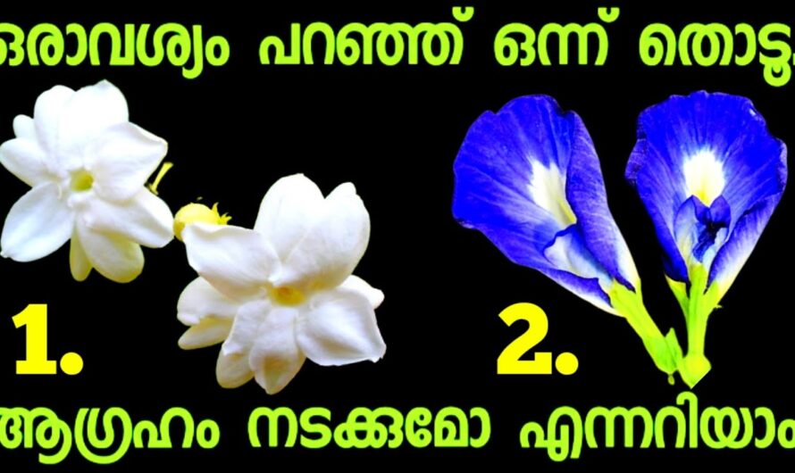 നിങ്ങളുടെ ആഗ്രഹം നടക്കുമോ ഇല്ലയോ എന്ന് ഉടൻ തന്നെ അറിയാം, ഒന്ന് തൊടു…!