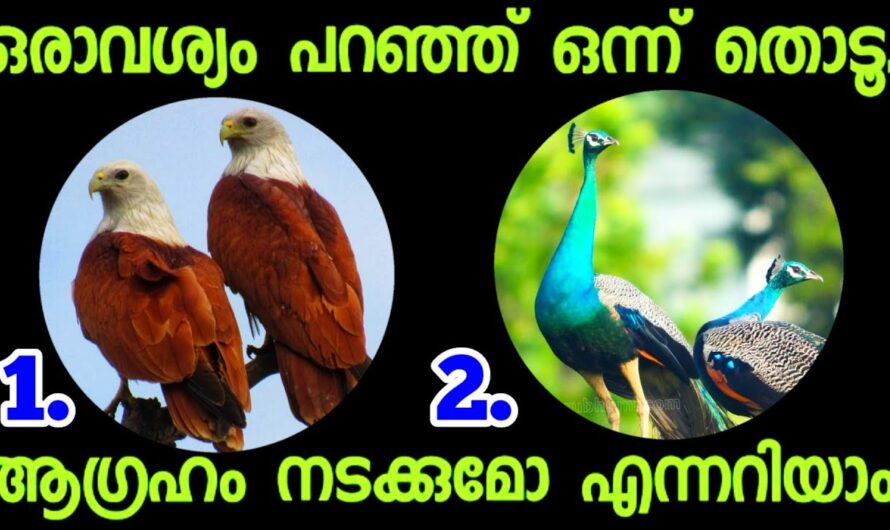 നിങ്ങളുടെ ആഗ്രഹം നടക്കുമോ ഇല്ലയോ എന്ന് അറിയാം..! മനസ്സ് പറയുന്ന ഒരു ചിത്രം തിരഞ്ഞെടുക്കു…