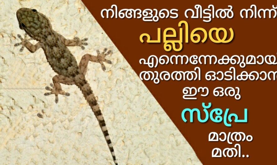 ഇത് സ്പ്രേ ചെയ്താൽ പല്ലികൾ പമ്പ കടക്കും ഇത്ര എളുപ്പമായിരുന്നോ